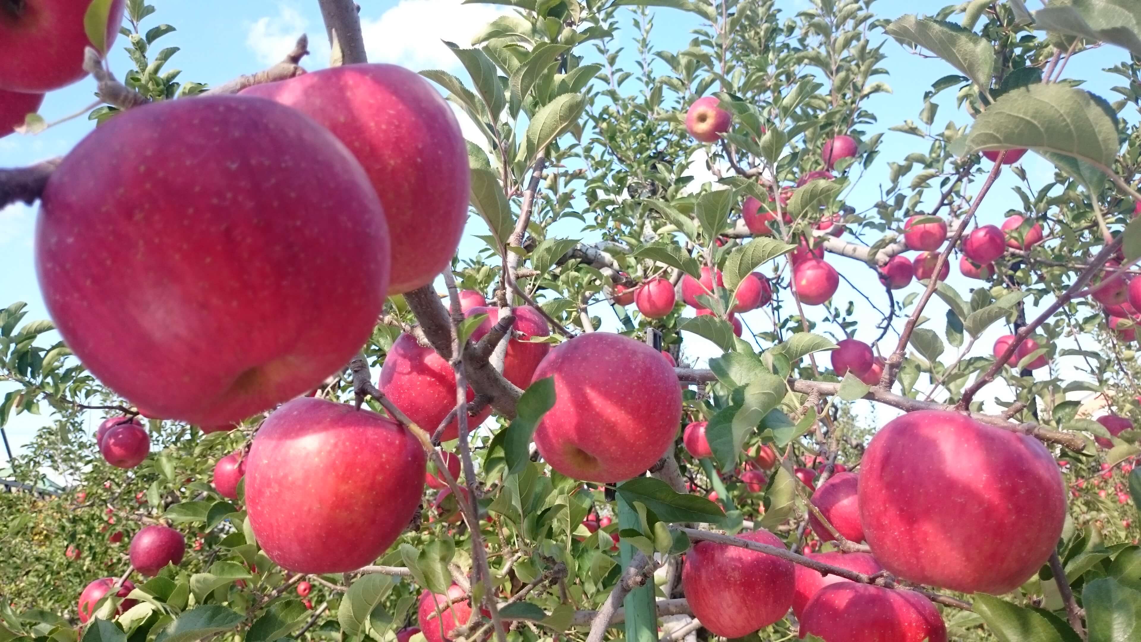 りんご園の写真